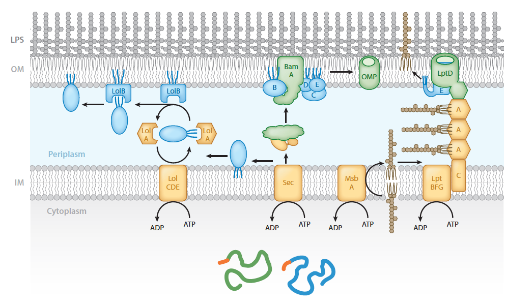 Cellular components required for targeting lipoproteins, beta barrel proteins, and lipopolysaccharides to the outer membrane of Gram-negative bacteria